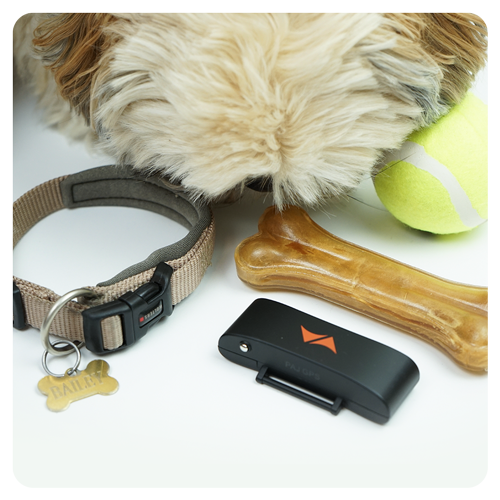 dog with PET FINDER GPS