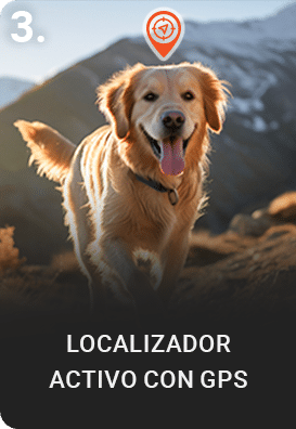 perro con collar gps para perros